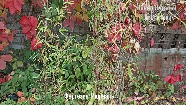 Город 21-27 сентября 2026. Гортензии черенки сирени Мейера и розы бамбук фаргезия седум-сеянец