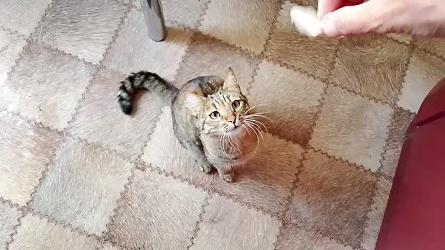 Мася любит мясоКормление кошки с рукиПростая и непростая жизнь в провинцииРоссия 