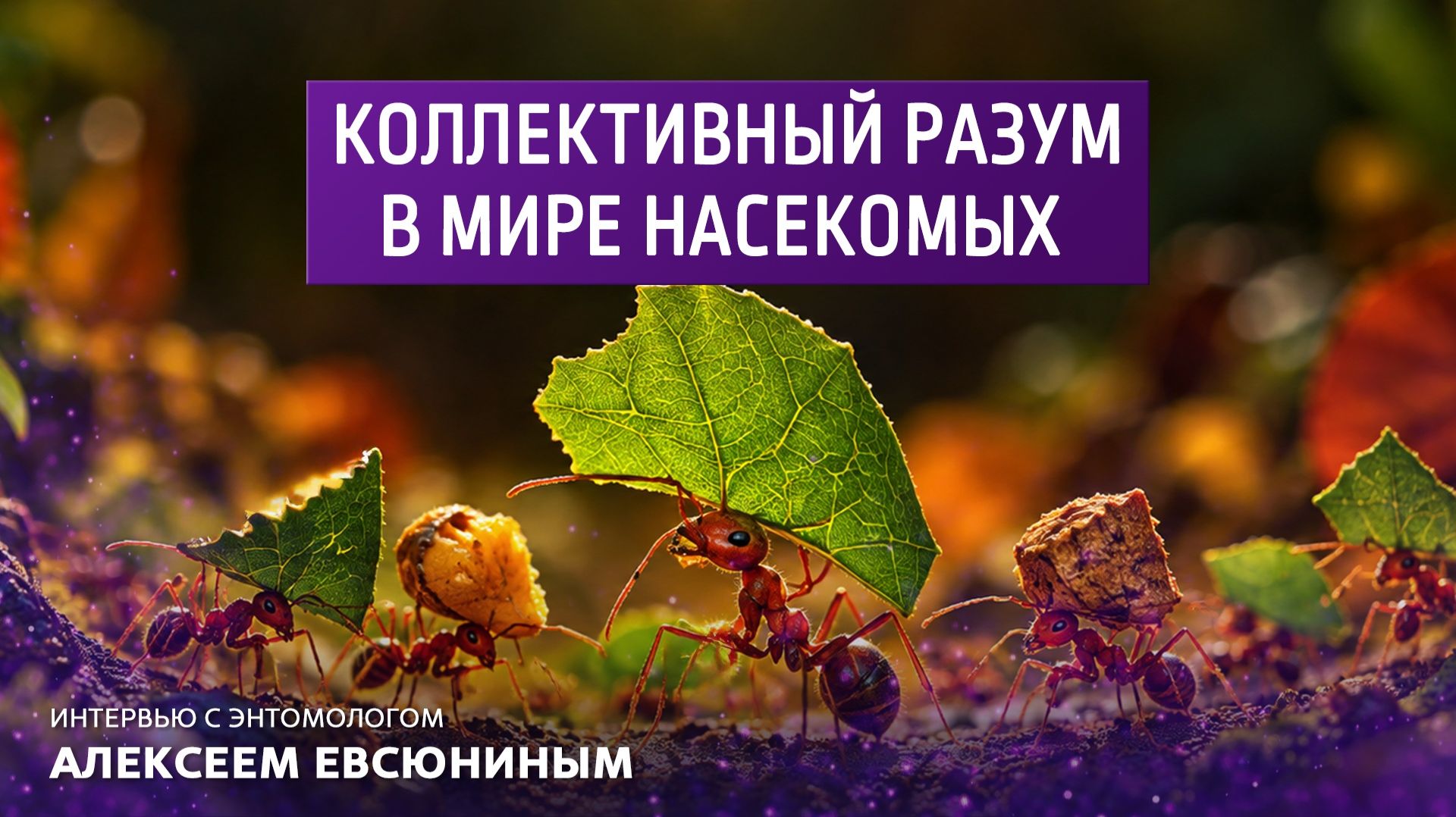 Коллективный разум в мире насекомых. Интервью с энтомологом Алексеем Евсюниным