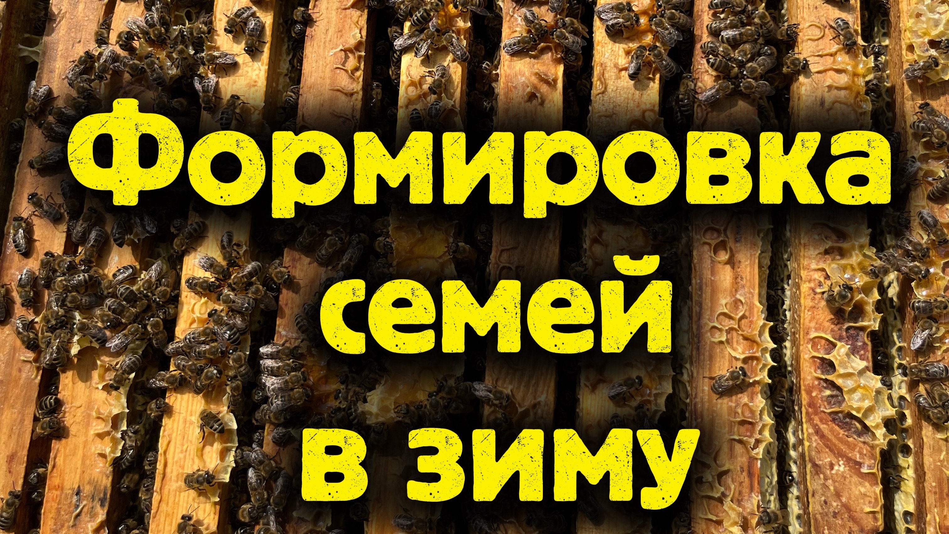 ФОРМИРОВКА СЕМЕЙ В ЗИМУ!!!