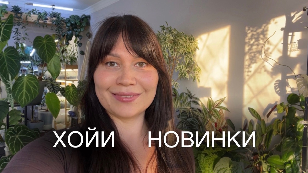 ХОЙИ. НОВИНКИ 2026