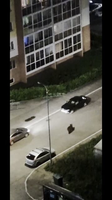 Медведь ходит по городу Кемерово