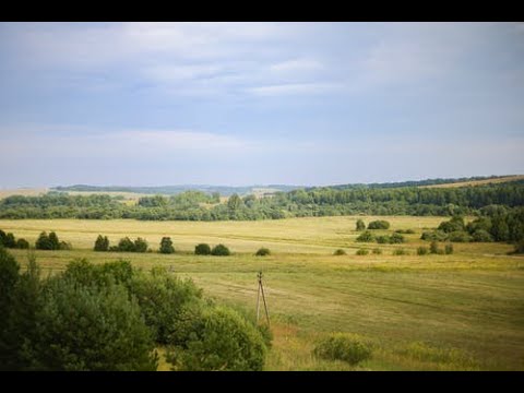 Пение птиц в осеннем лесу для релакса и отдыха