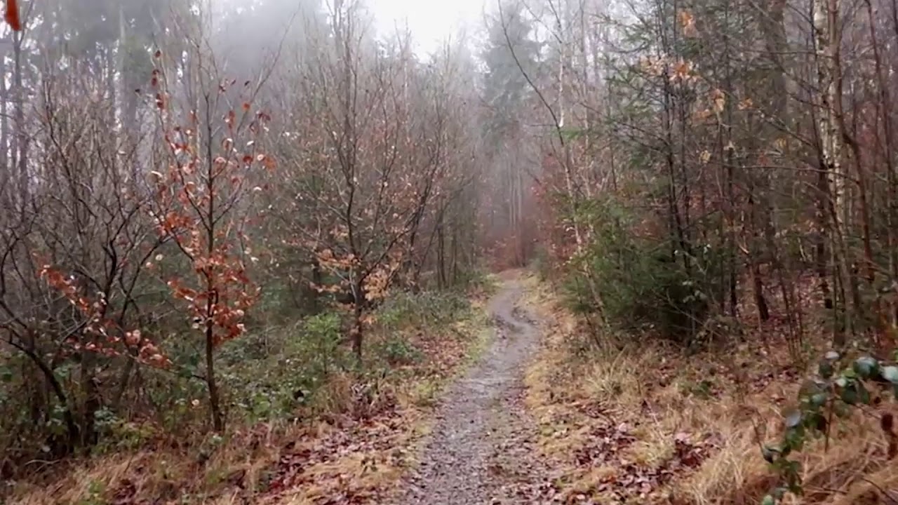 Яркий лес