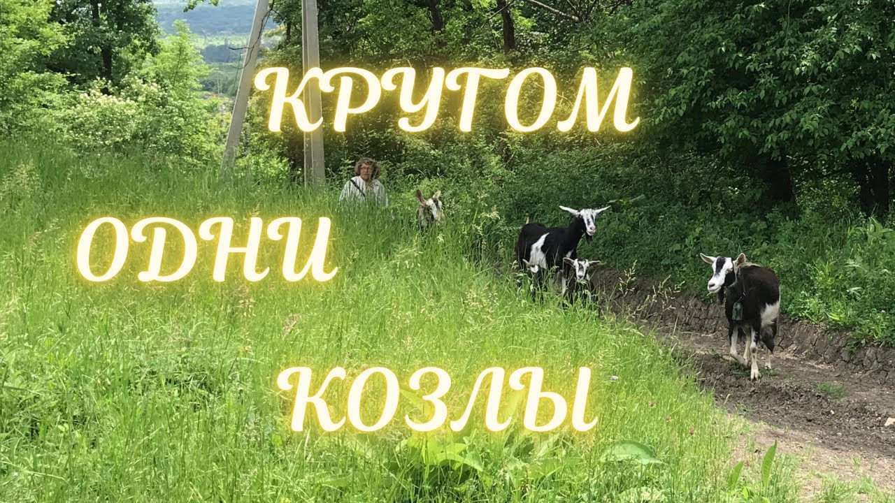#козлы#ингадивная#животные❗️КРУГОМ ОДНИ КОЗЛЫ ❗️