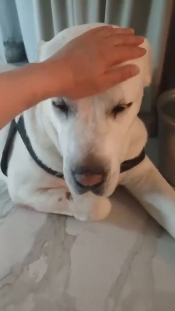Поддержи  САО Рича Пост в описании  алабай собака animals любовь dog сао друг