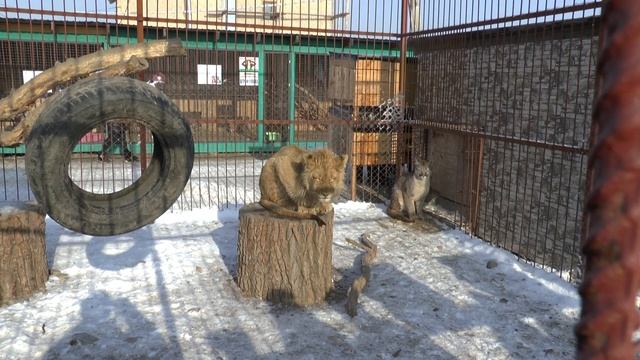 Спящий лев присел на пень потому что новый день