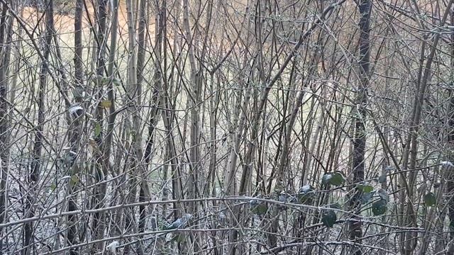 04.2021 олень умеет гавкать!