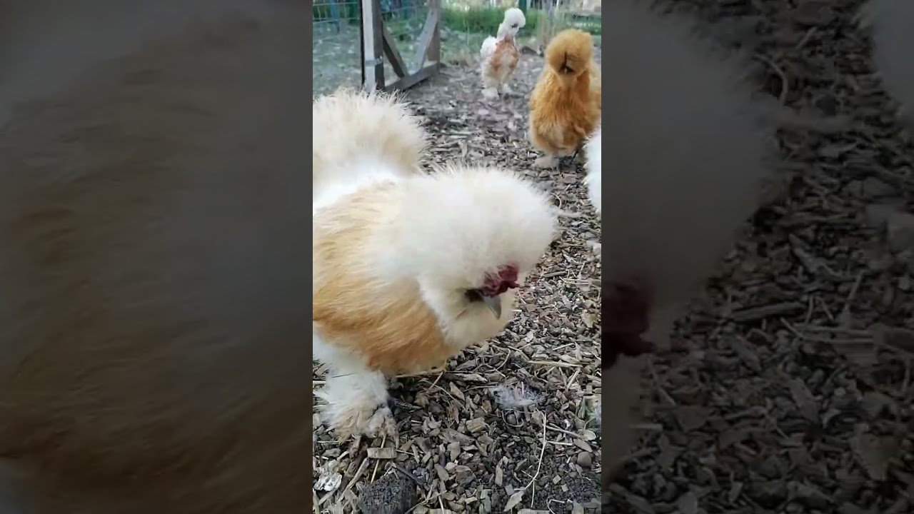 Курочки китайские шёлковые милые пушистики разных рыжих оттенков. silkie китайскиешёлковые
