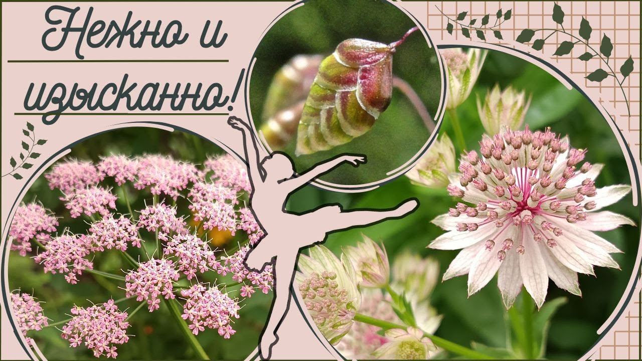Красивые цветы и злаки для сада. Нежное цветение многолетников и трав. Обзор сортов в цветнике.