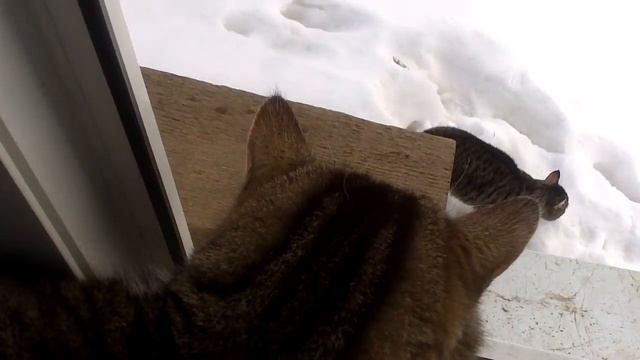 кот разговаривает просто бомба
