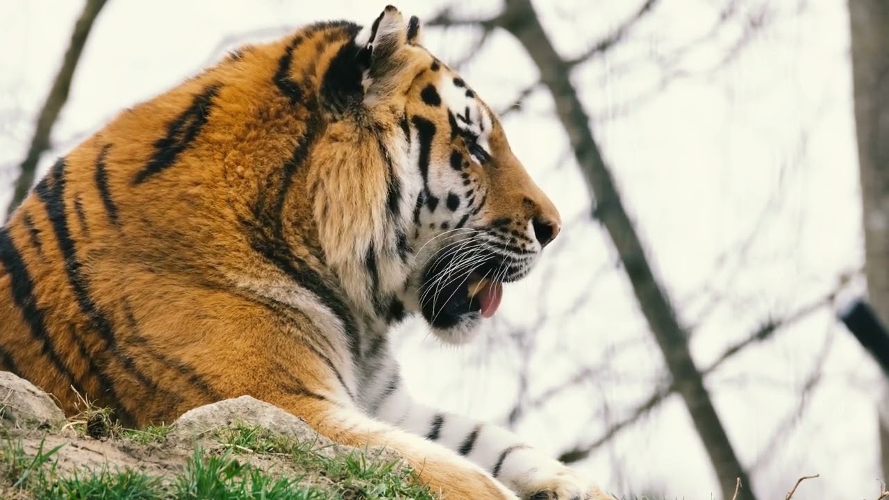 Tiger growl Song. Рик Тигра