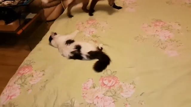 Rubinka_Fox Кошки-Лиски ч.2 Лиса Рубинка смешно падает с кровати