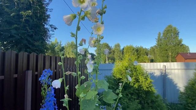 Летний вечер в деревне. 10.07.24