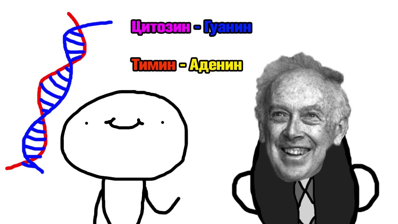 ДНК коротко и ясно  а может и забавно