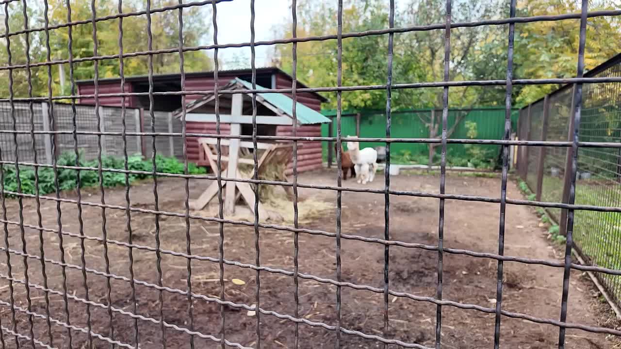 Чилийцы освоились: три альпака вышли к посетителям Ивановского зоопарка