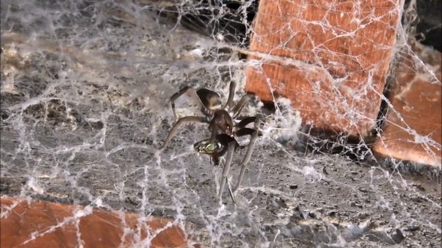 Узнай как рычат ПАУКИ. ЗВУКИ ПРИРОДЫ. SPIDERS hiss and squeak. SOUNDS OF NATURE.
