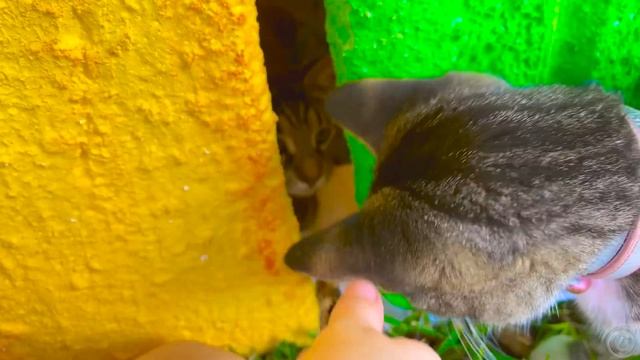 Настя спасает кошку и история на Хэллоуин