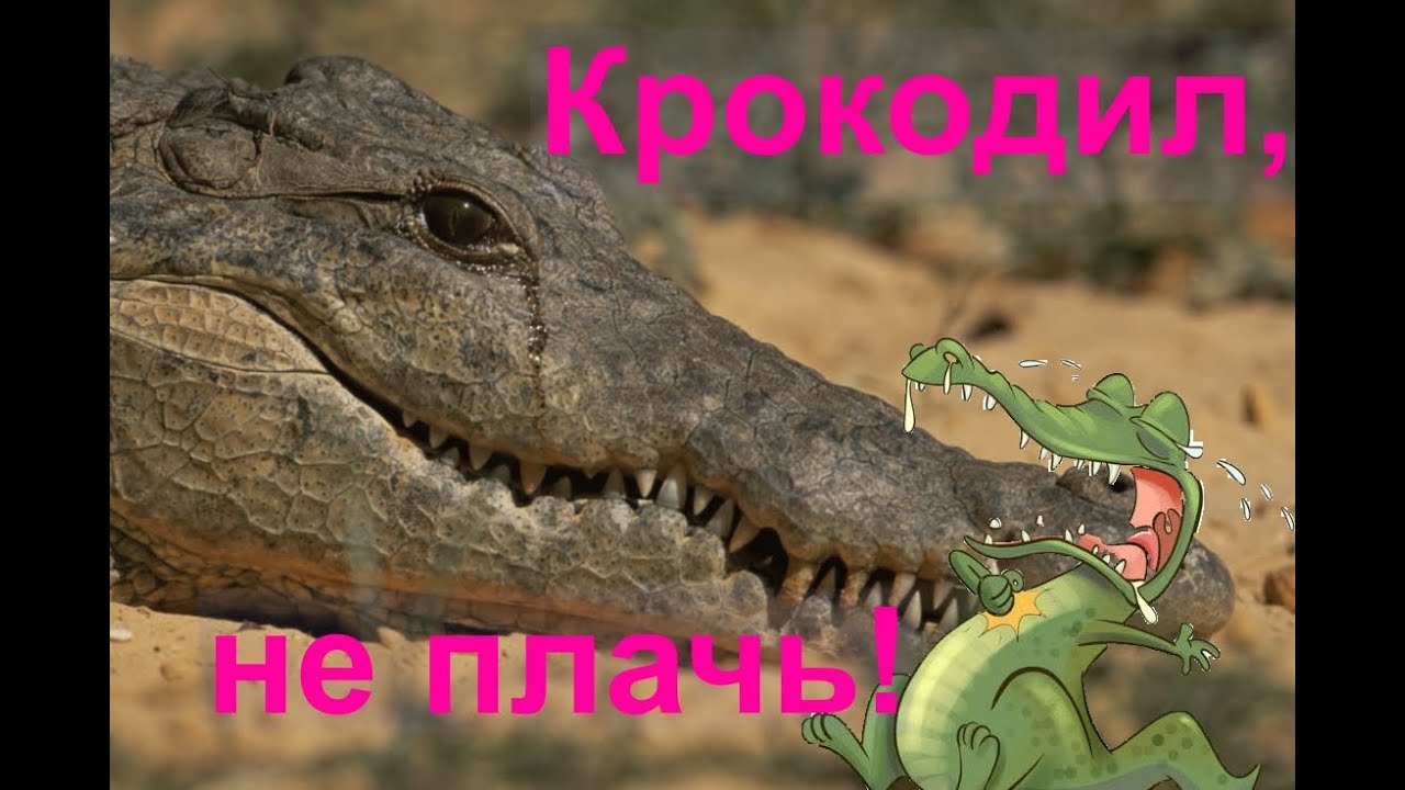О чем плачет крокодил. Крокодиловы слезы