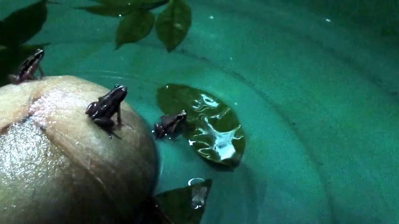 Вот так могут лягушки!