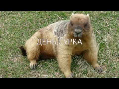 ДЕНЬ СУРКА