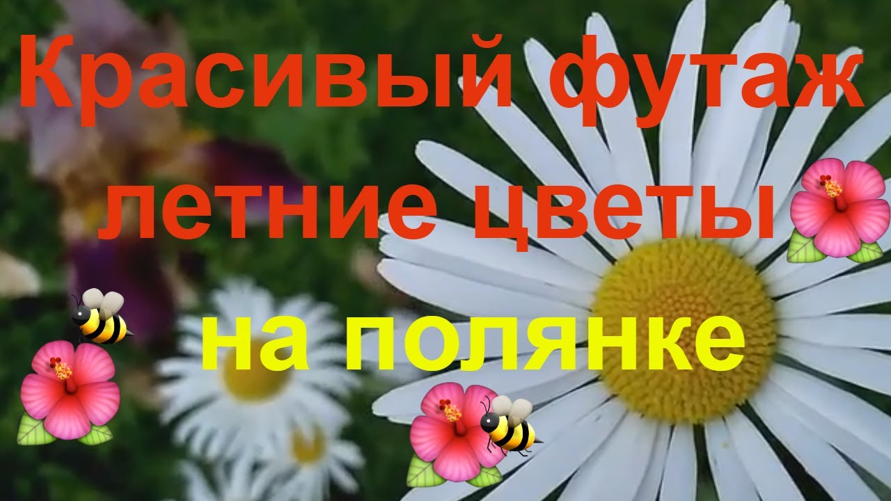 Летняя поляна. Цветы лесные. Натуральный футаж HD.