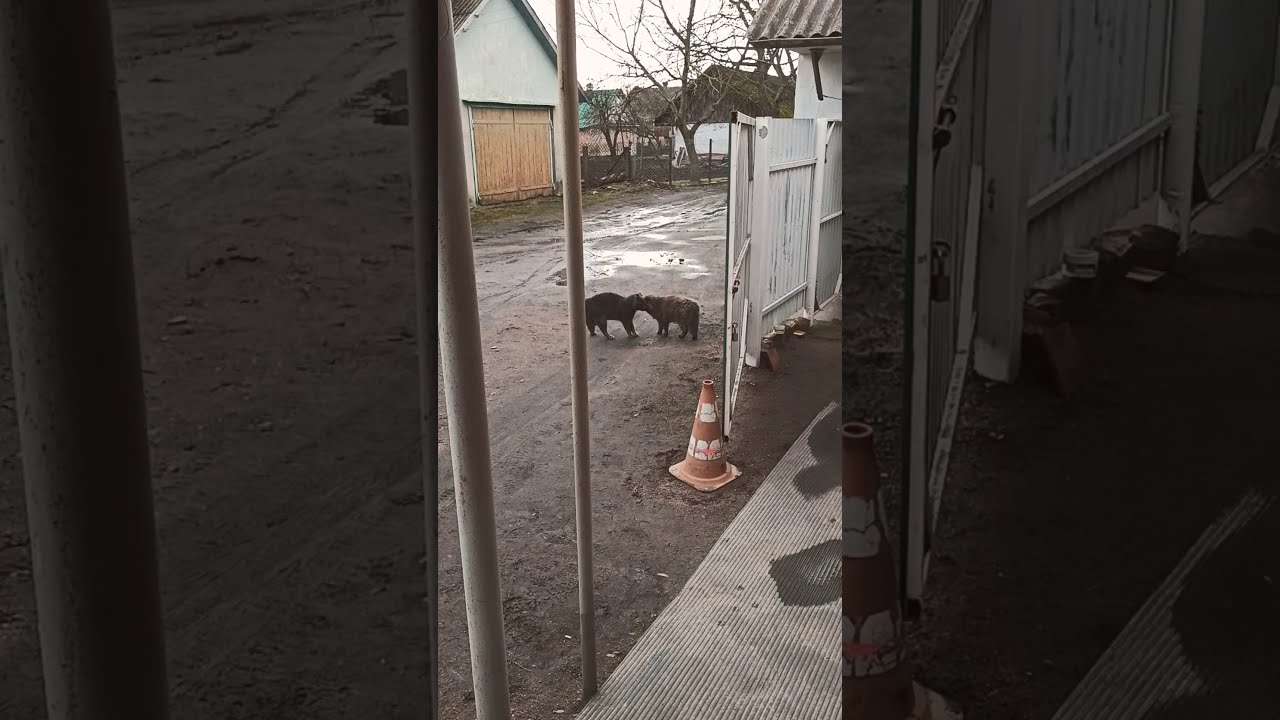 Коты. Весна. Котики марцуються,))