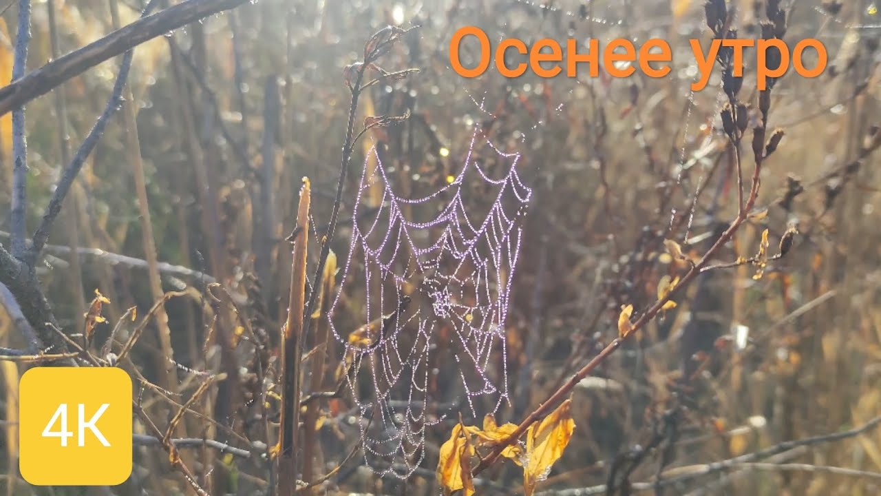 Завораживающее видео о природе. 4К. Autumn morning. beautiful video