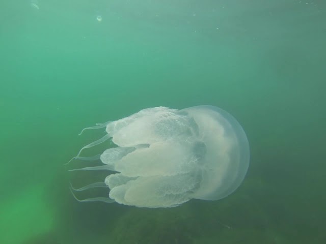 Самая красивая медуза Черного моря