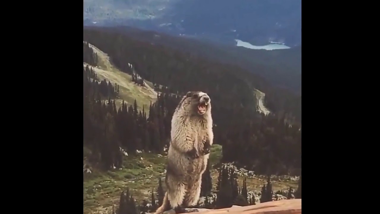 БОБЕР КРИЧИТЬ !!!