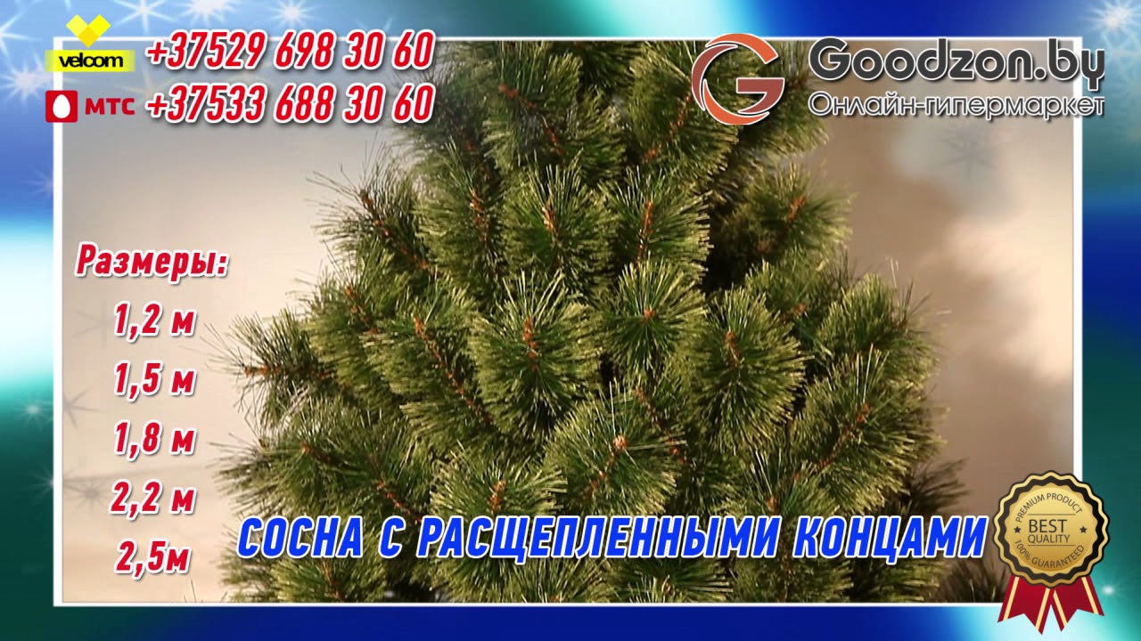 Сосна с расщепленными концами