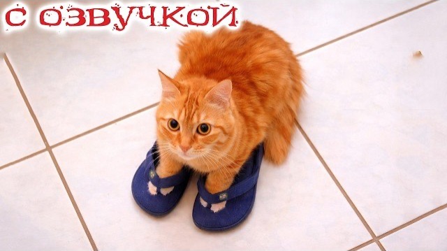 Приколы с котами! - С ОЗВУЧКОЙ! Потрясающие Смешные Видео С Кошками И Котятами!