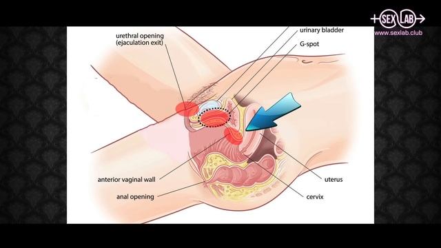 Добро пожаловать в SexLab!