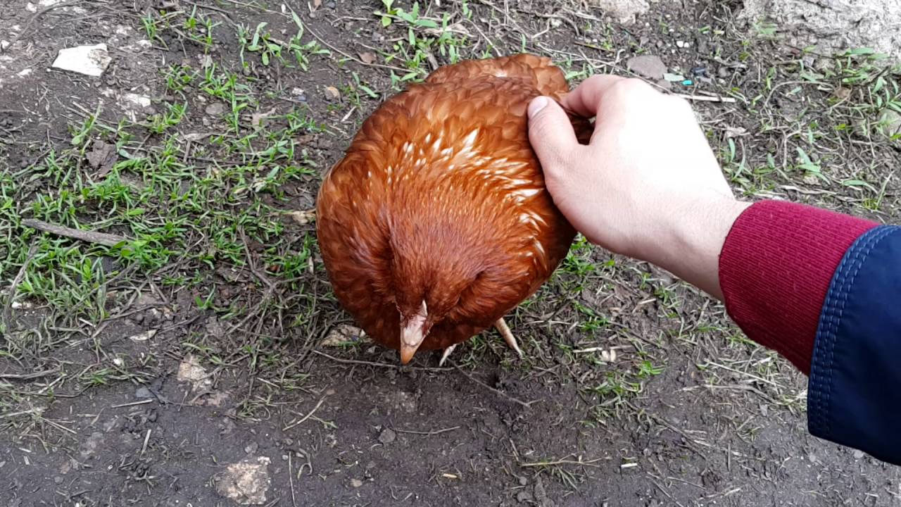 Курица, которая любит когда ее гладят :)