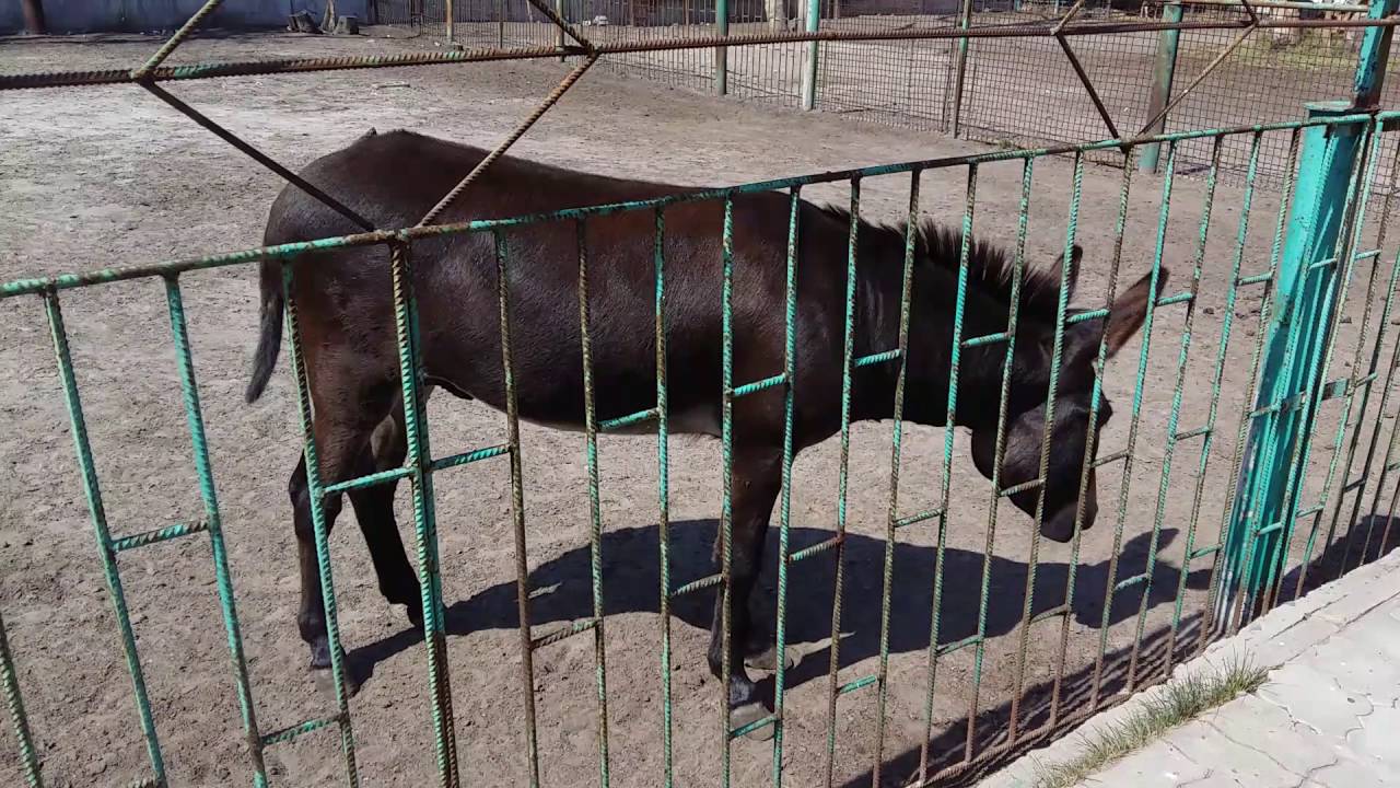 Ослик ИА