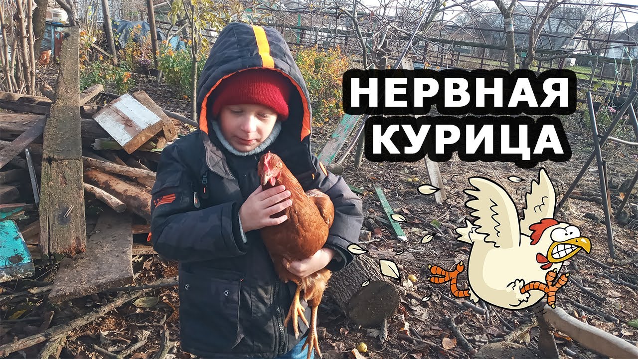 Нервная курица