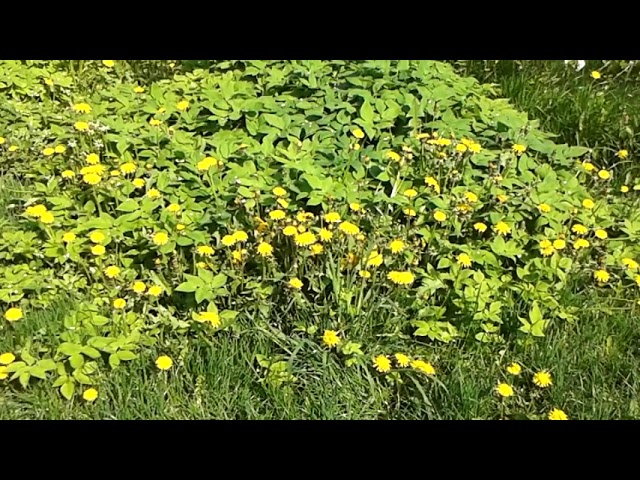 Тот ЦВЕТУЩИЙ месяц МАЙ !!! 20210515
