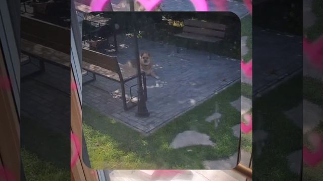 1000070946.mp4 Собака смотрит на планирование подготовки к устройству отопления в доме А-фрейм