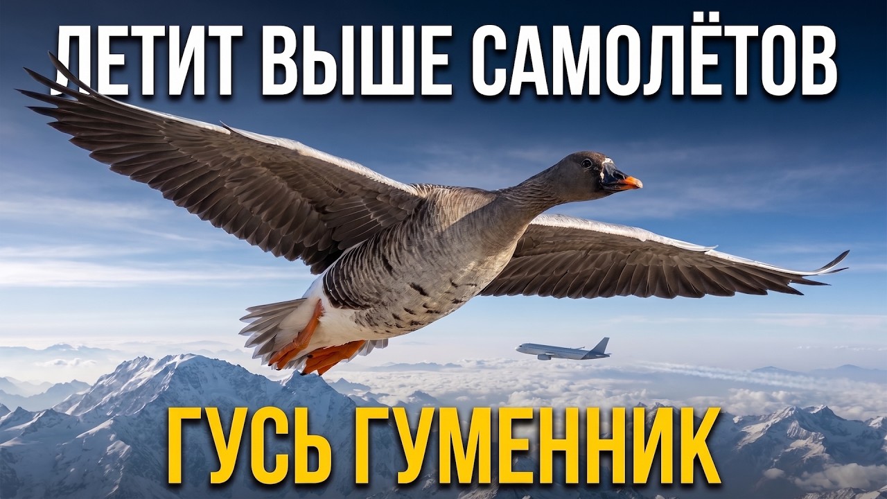 Гусь Гуменник: летит там, где человек теряет сознание — и почему он не задыхается