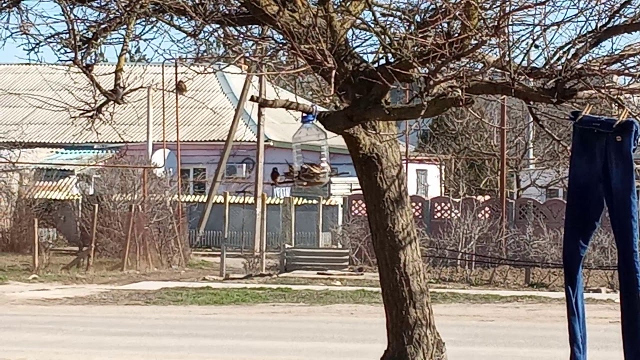Воробьи завтракают.Весна пришла.