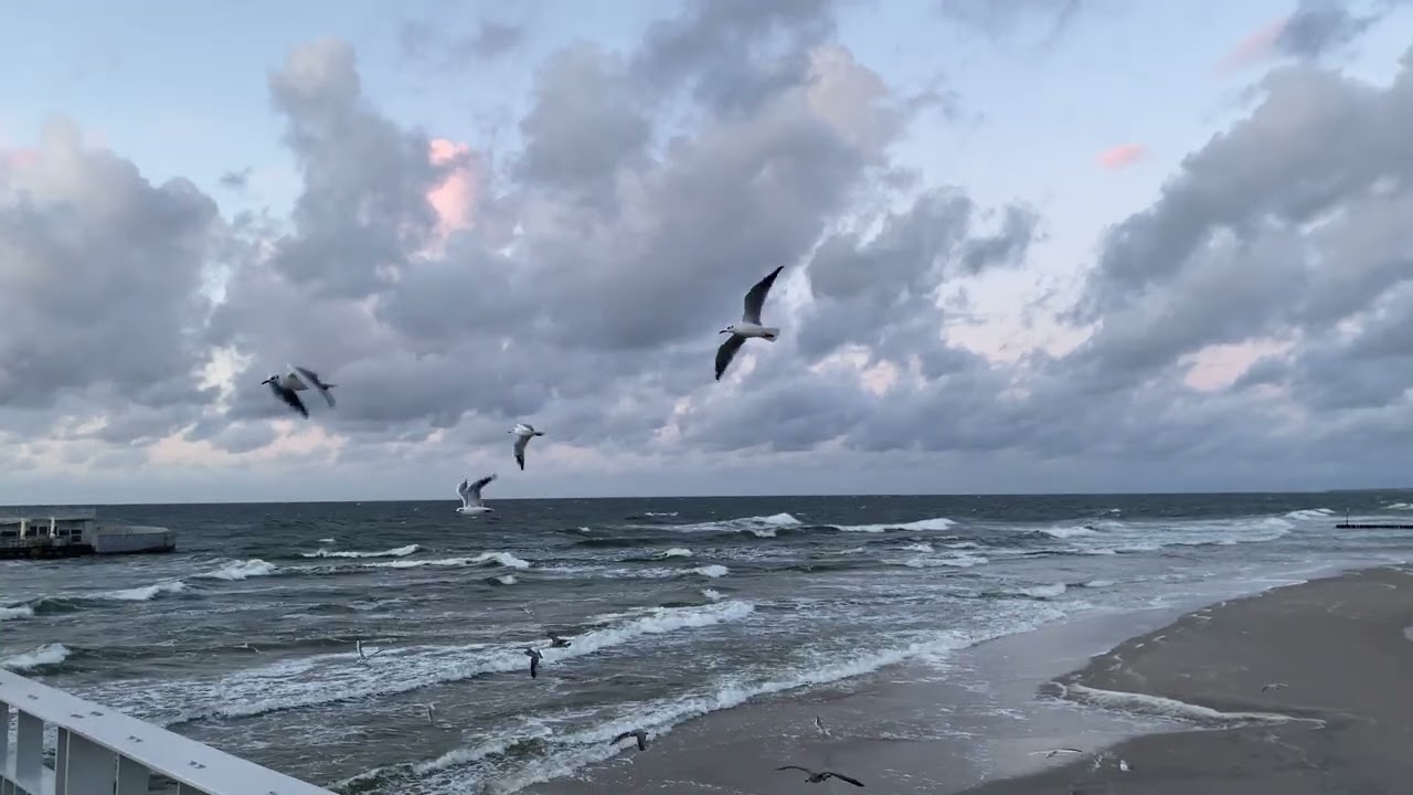 Чайки пытаются лететь против ветра чайки польша poland sea волны live