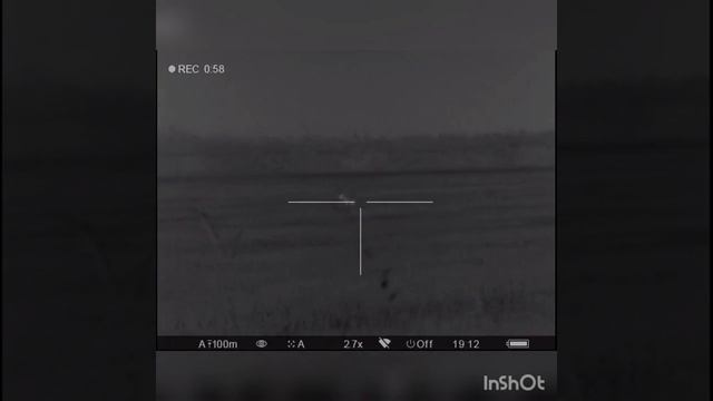 На манок вышла стая шакалов