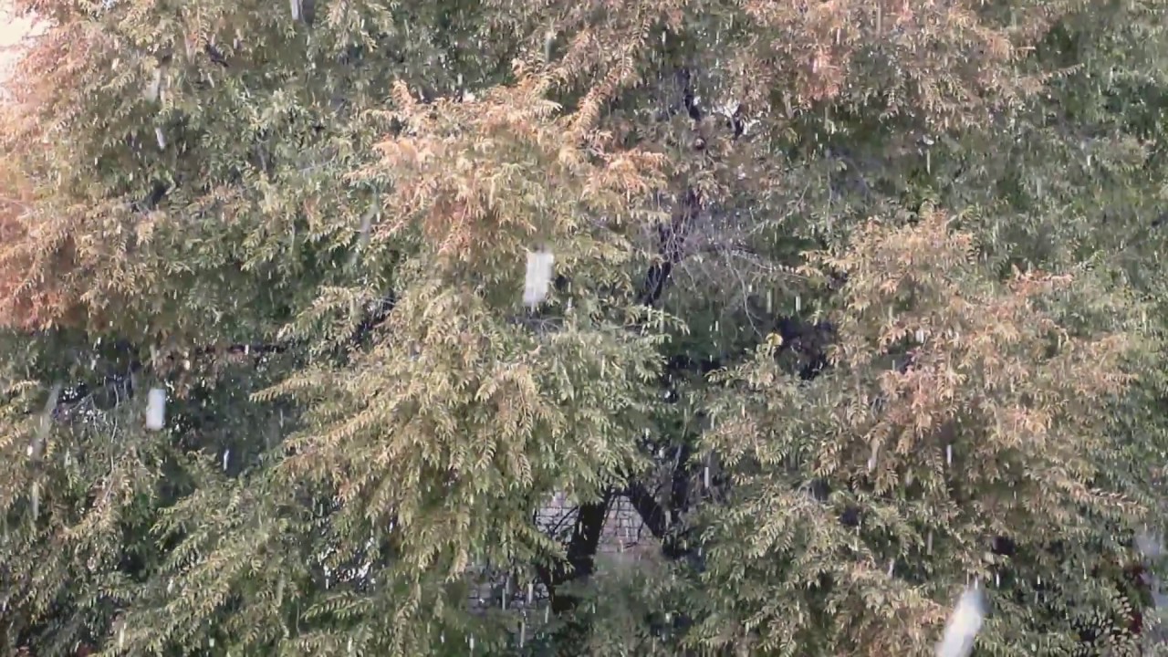 13.10.17 шёл снег и сразу таял.