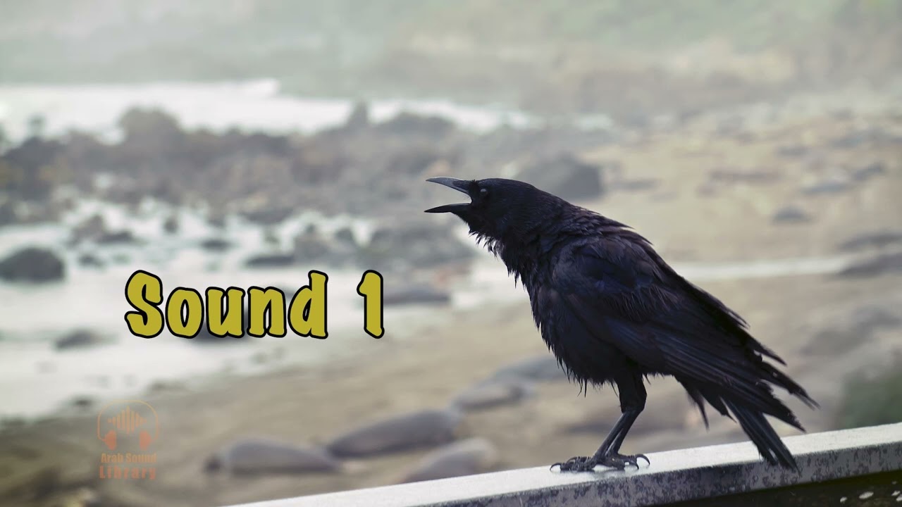 crow sound - sound effect