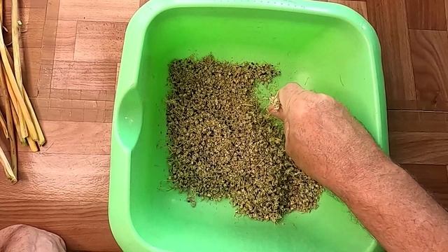 Семена лука (чернушка), практический опыт выращивания.