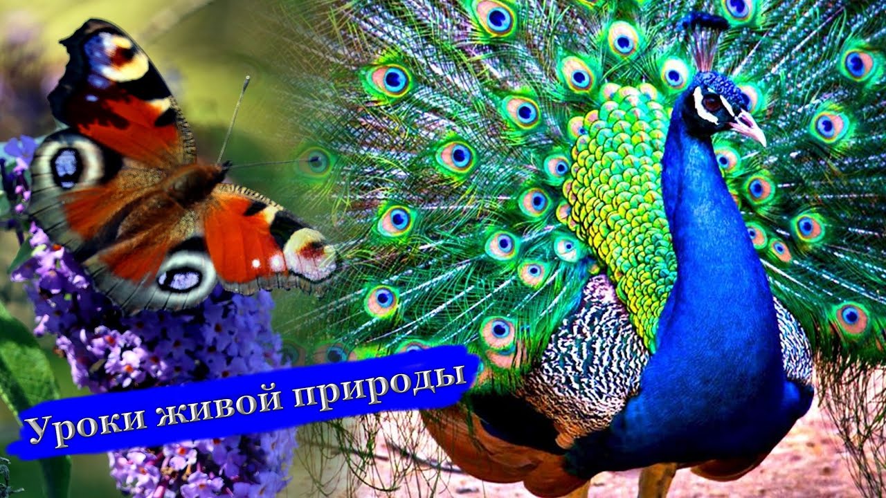 Уроки живой природы-Яркая бабочка Индийский-павлин. BayreuthTierparkRöhrenseeЯркаябабочка