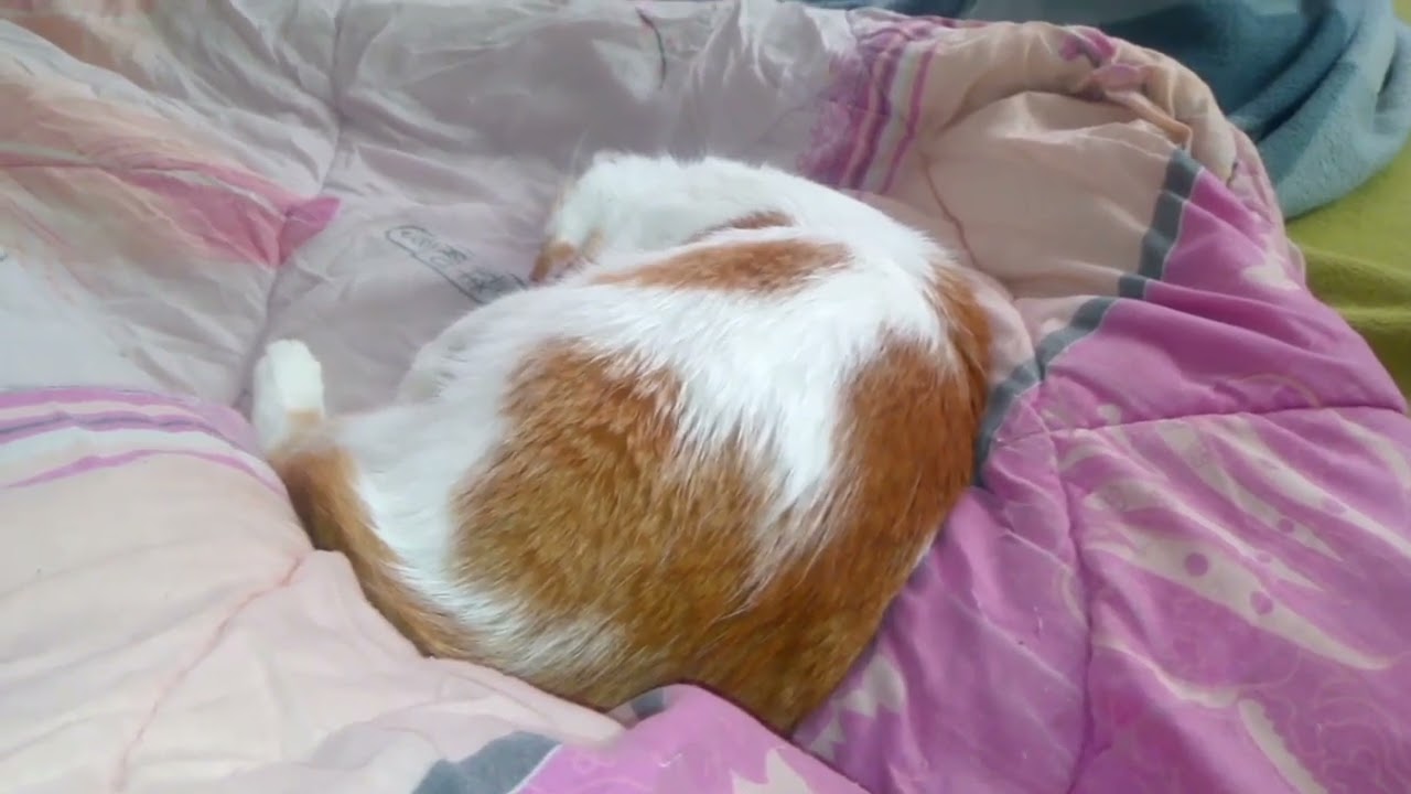 КОШКА УПАЛА В ОБМОРОК!  THE CAT FAWN!