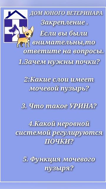 выделительная система кошки