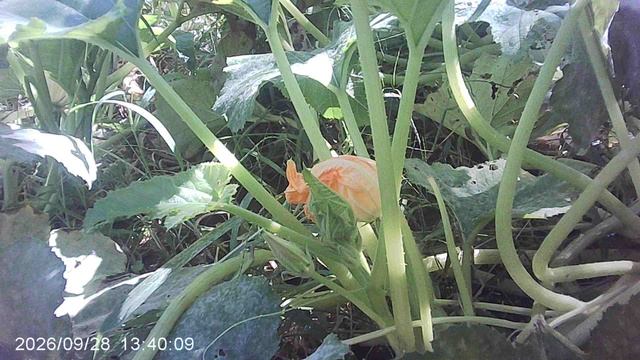 Огород: кабачковый обзор
