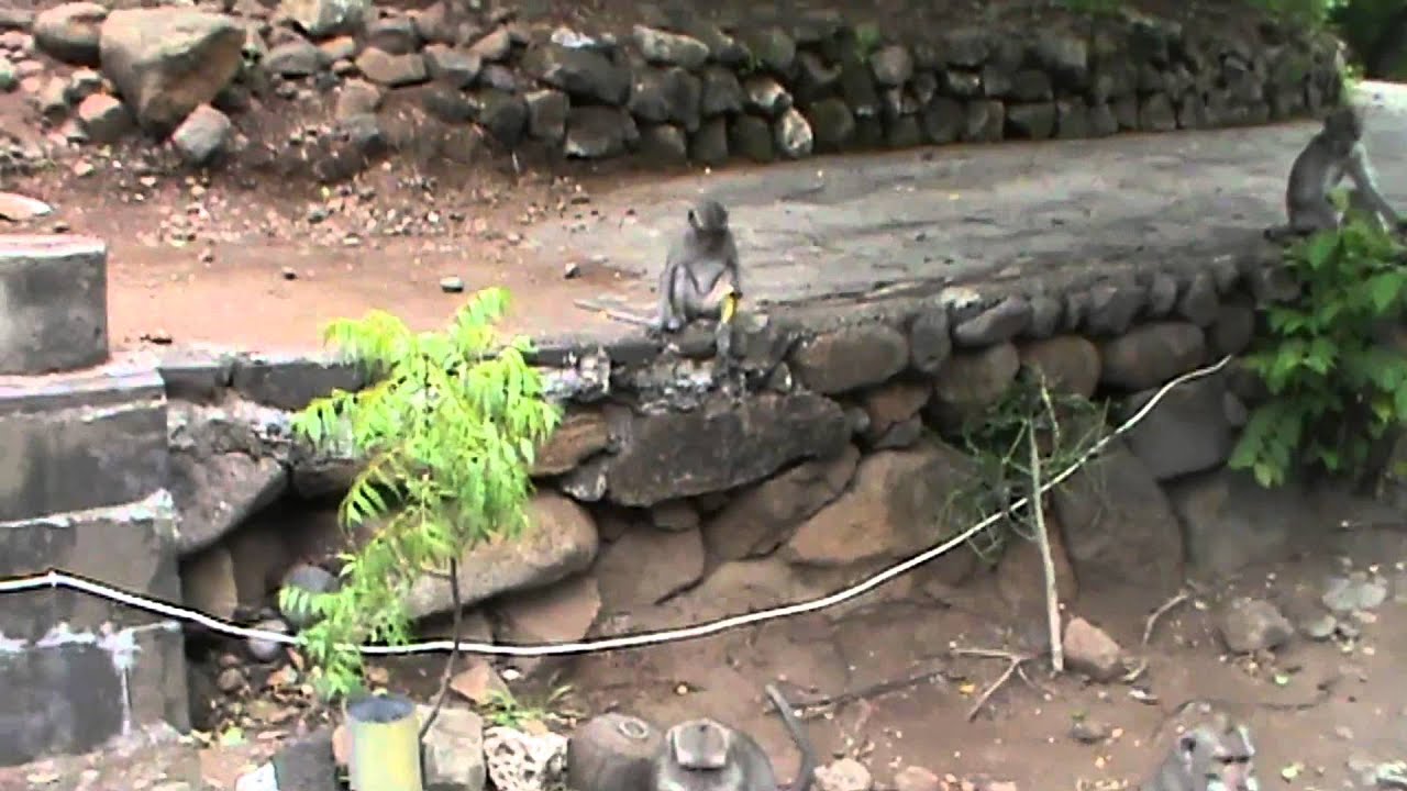 Бали 2012.... аа-а...и зелёный попугай...